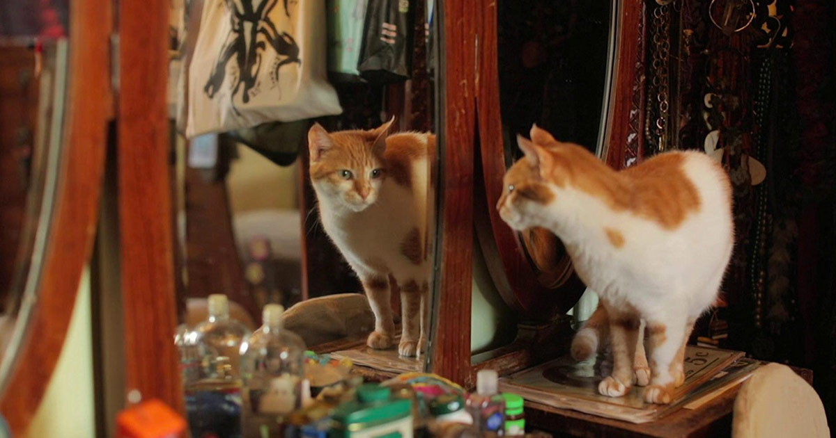 Kedi What�s On Electric Palace Cinema