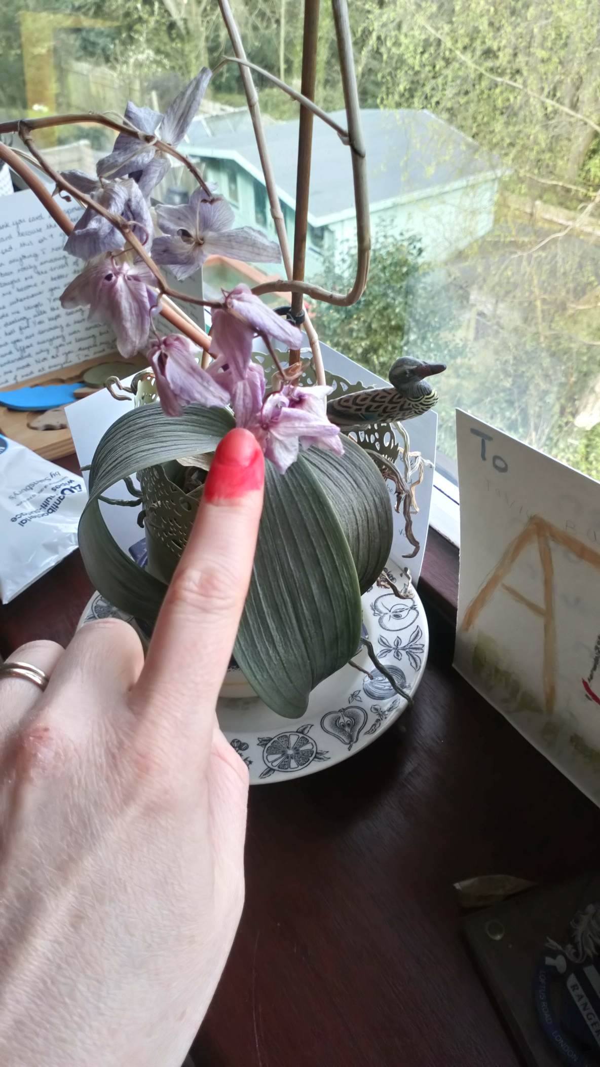 finger pointing at plant